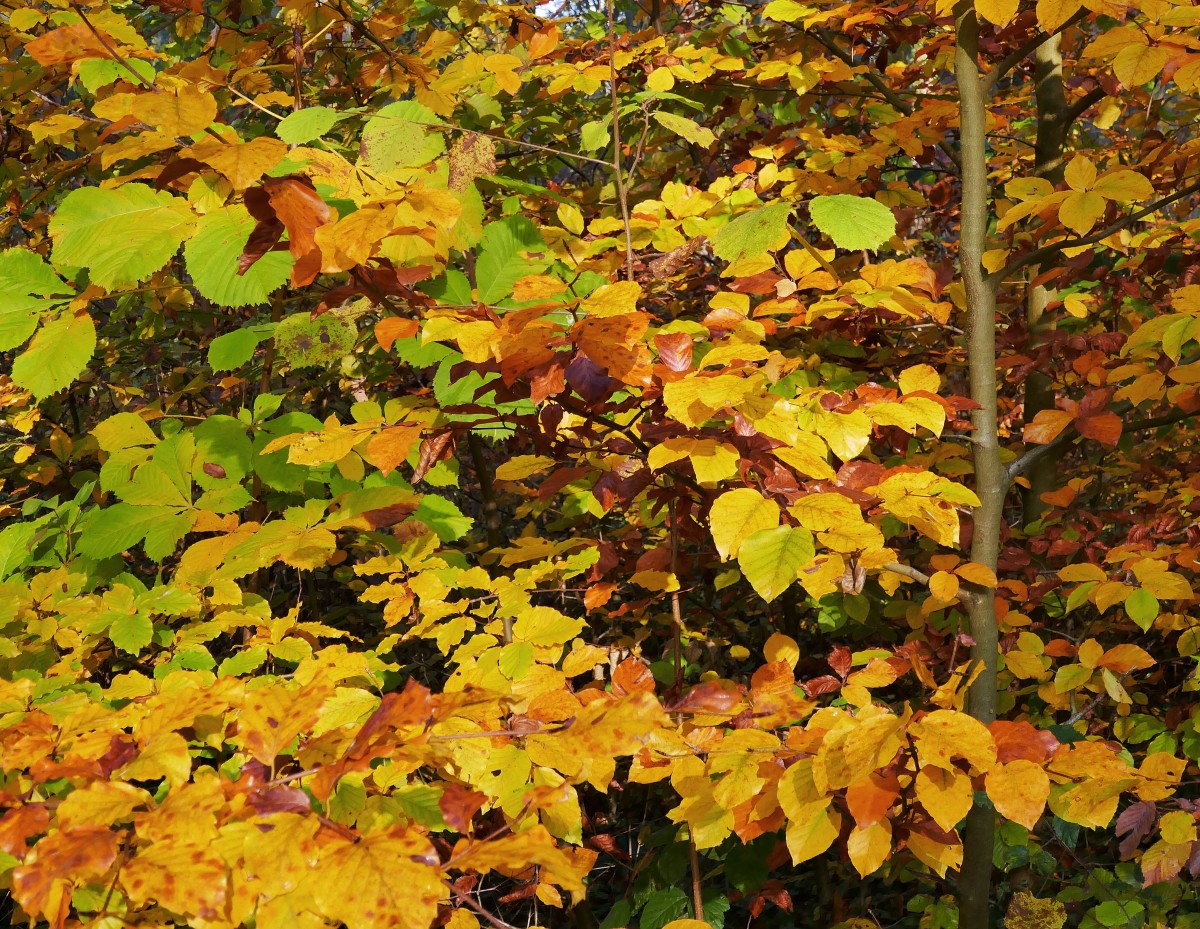 Foto: Francis Wagner