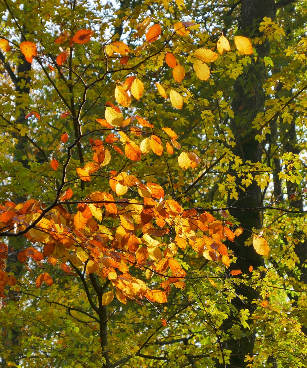 Foto: Francis Wagner