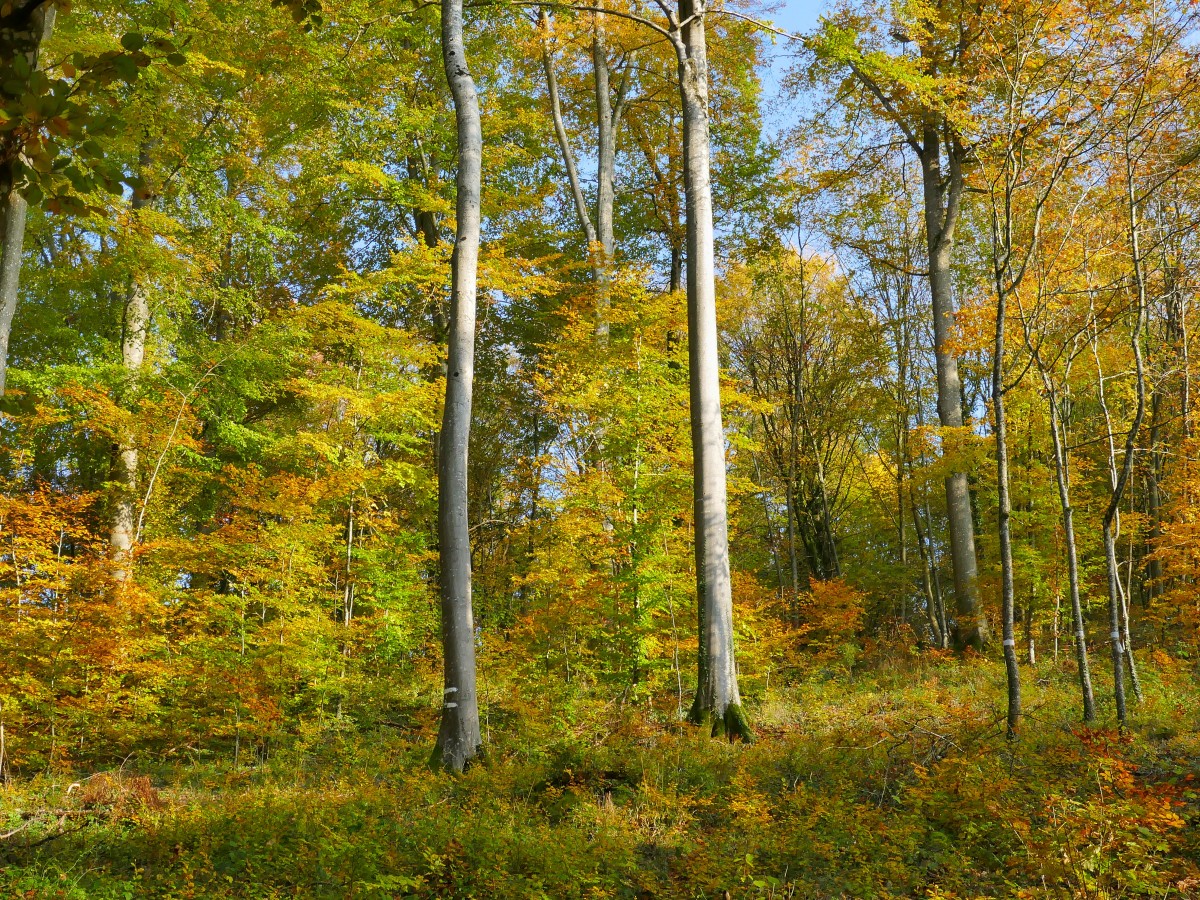 Foto: Francis Wagner