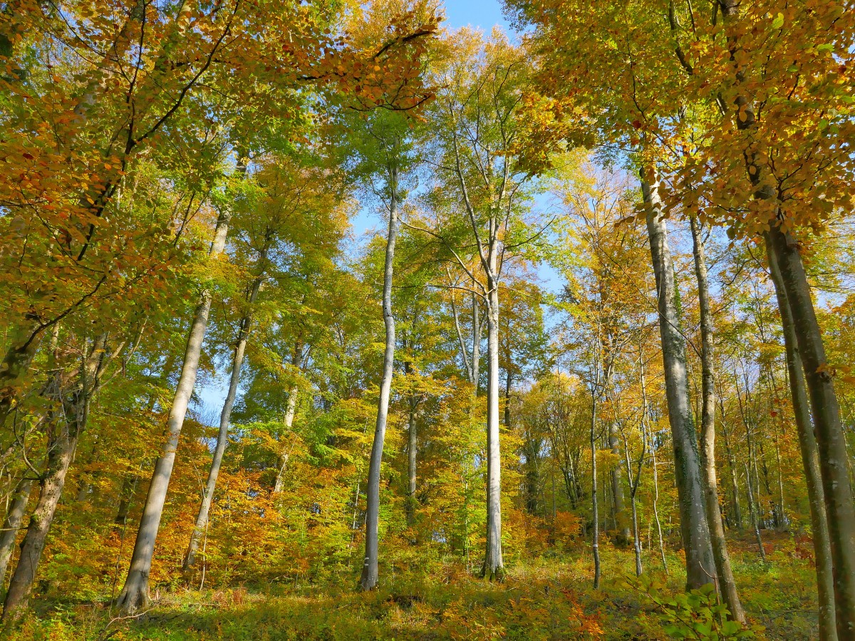 Foto: Francis Wagner