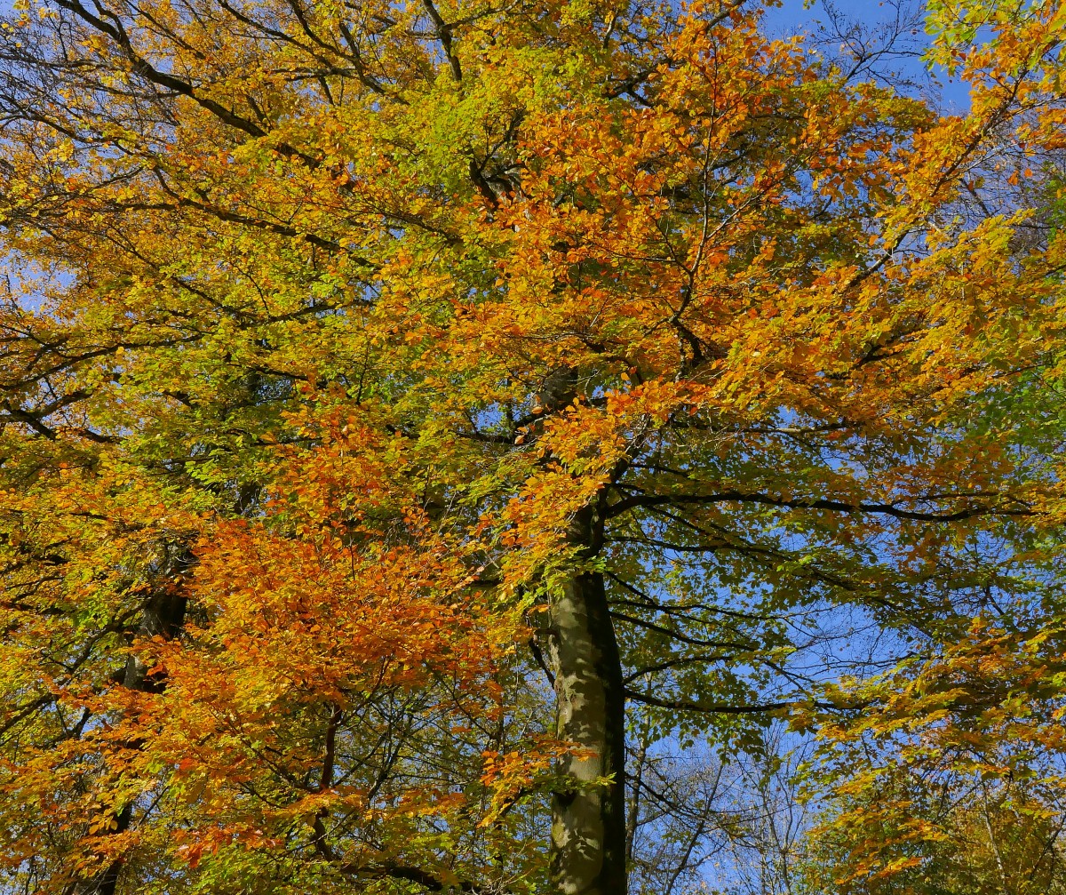 Foto: Francis Wagner