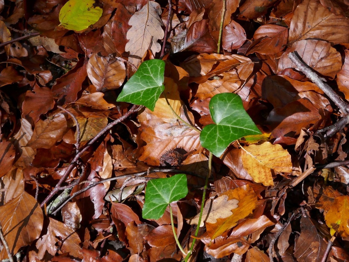 Foto: Francis Wagner