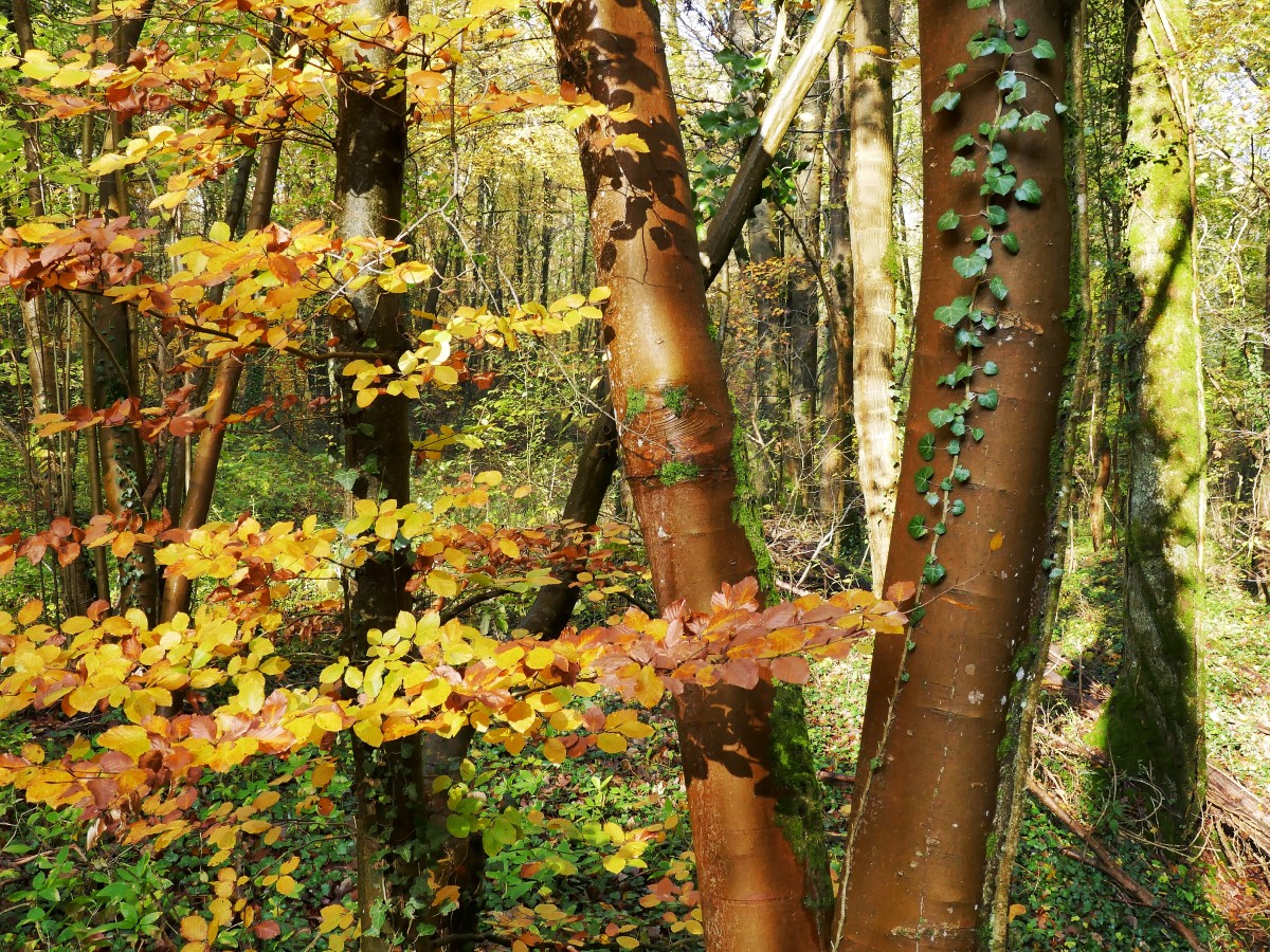 Foto: Francis Wagner