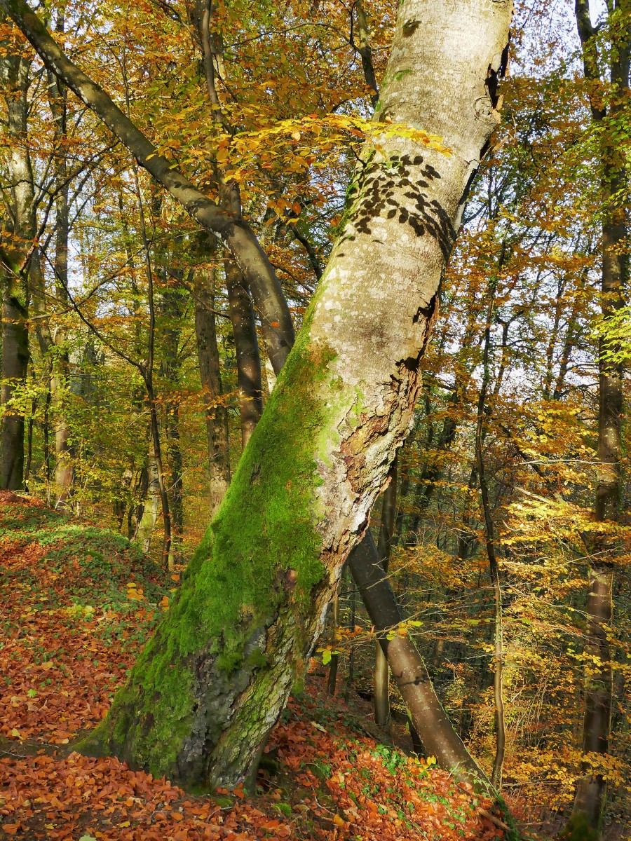 Foto: Francis Wagner