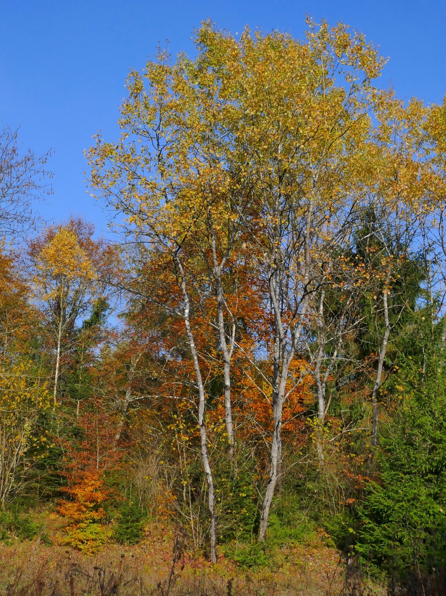 Foto: Francis Wagner