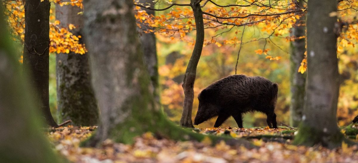 Wildschweine provozieren zeitweilige Schließung der Autobahn A7