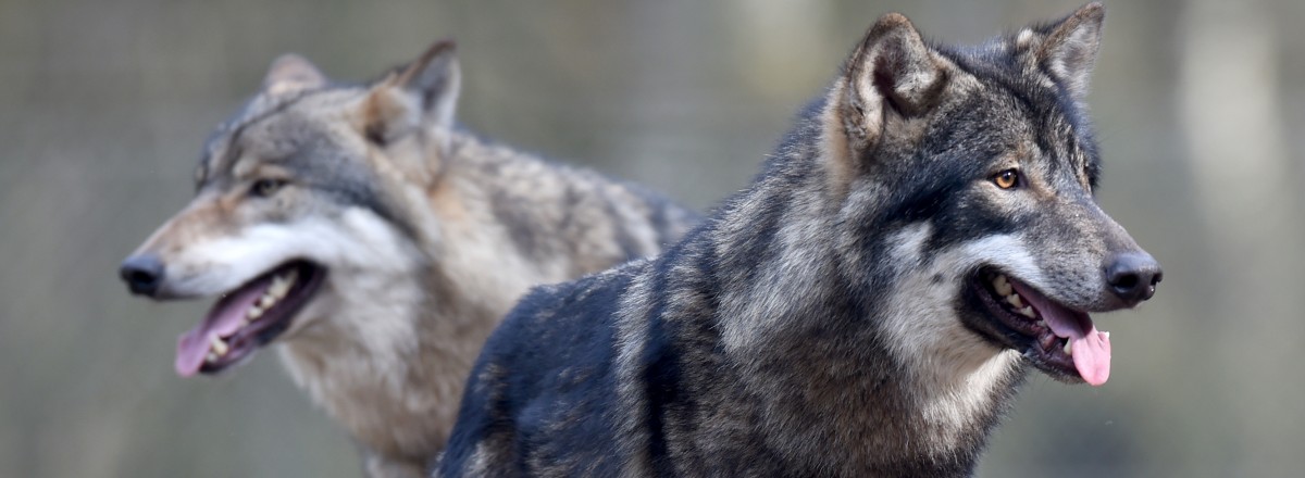 Deutscher erleidet möglicherweise ersten Biss durch einen Wolf seit Rückkehr der Tiere