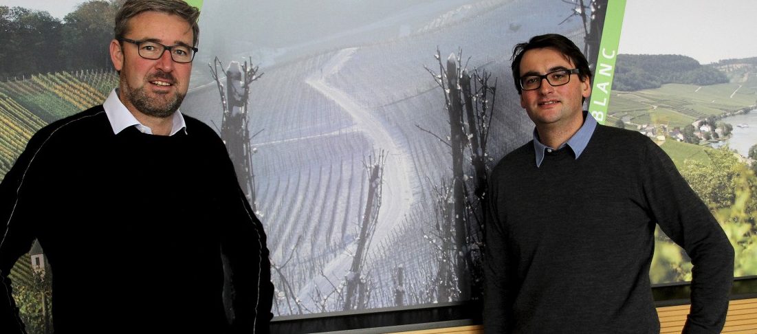 Ohne Frost kein Most: Klimawandel sorgt für Rückgang der Eisweinproduktion in Luxemburg