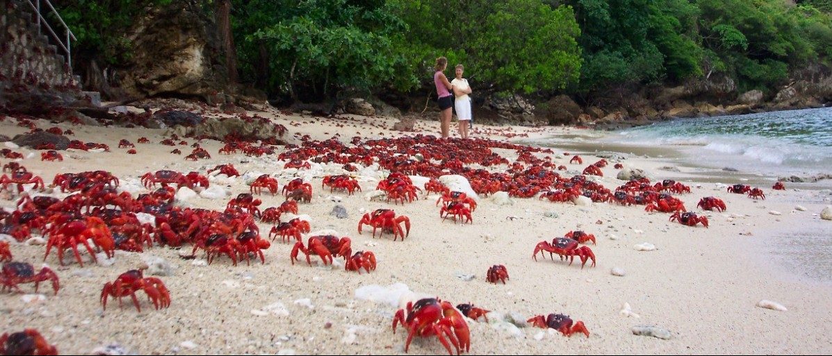 Alle Jahre wieder: Der lange Marsch der Krabben von Christmas Island