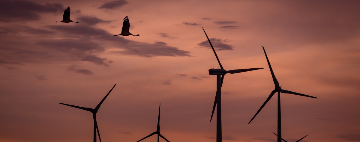 Parlamentarische Anfrage befasst sich mit Vogelsterben durch Windräder in Luxemburg