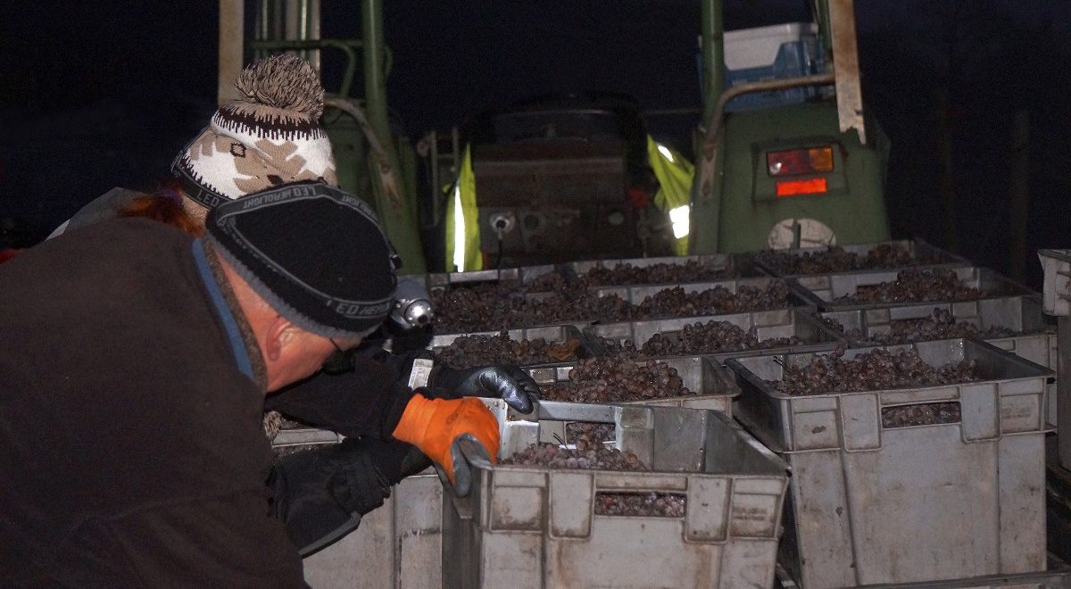 Bei Minusgraden im Schengener Weinberg: Eiswein-Lese unterm Blutmond