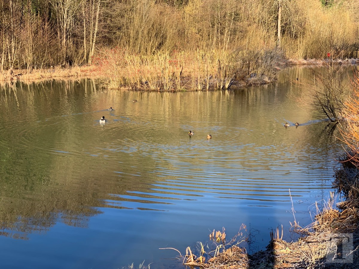 Promenade_février2019_Niederkorn_Oberkorn_Lasauvage_FonddeGras_1