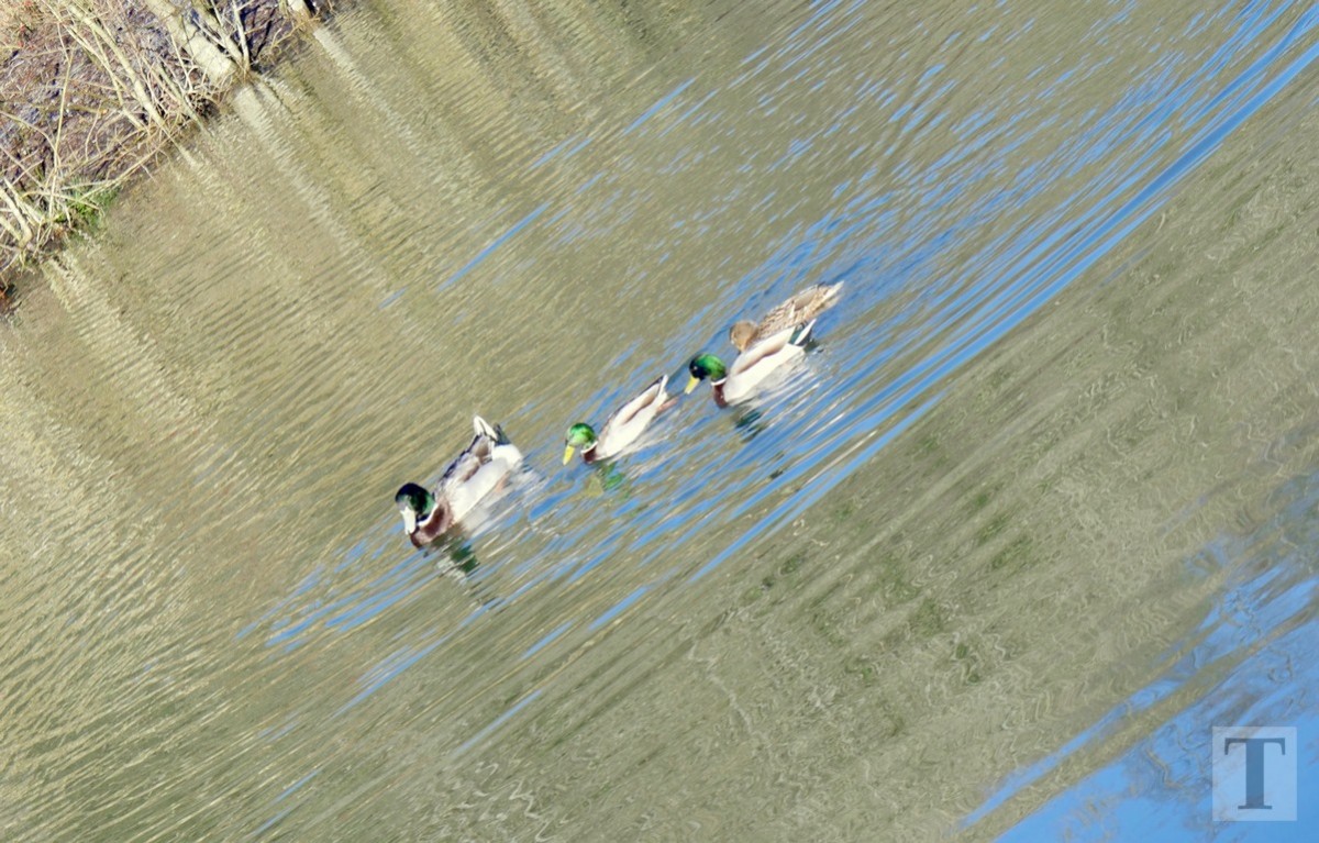 Promenade_février2019_Niederkorn_Oberkorn_Lasauvage_FonddeGras_10