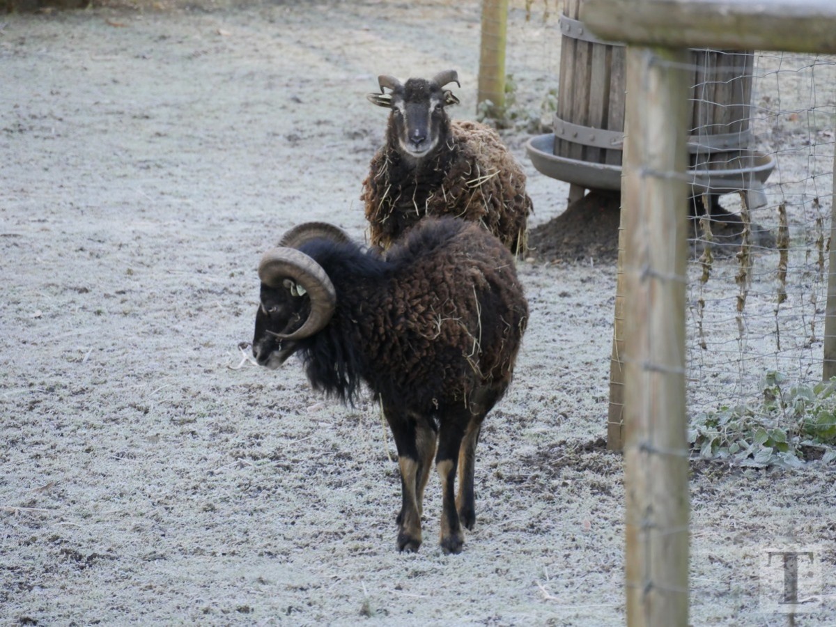 Promenade_février2019_Niederkorn_Oberkorn_Lasauvage_FonddeGras_19