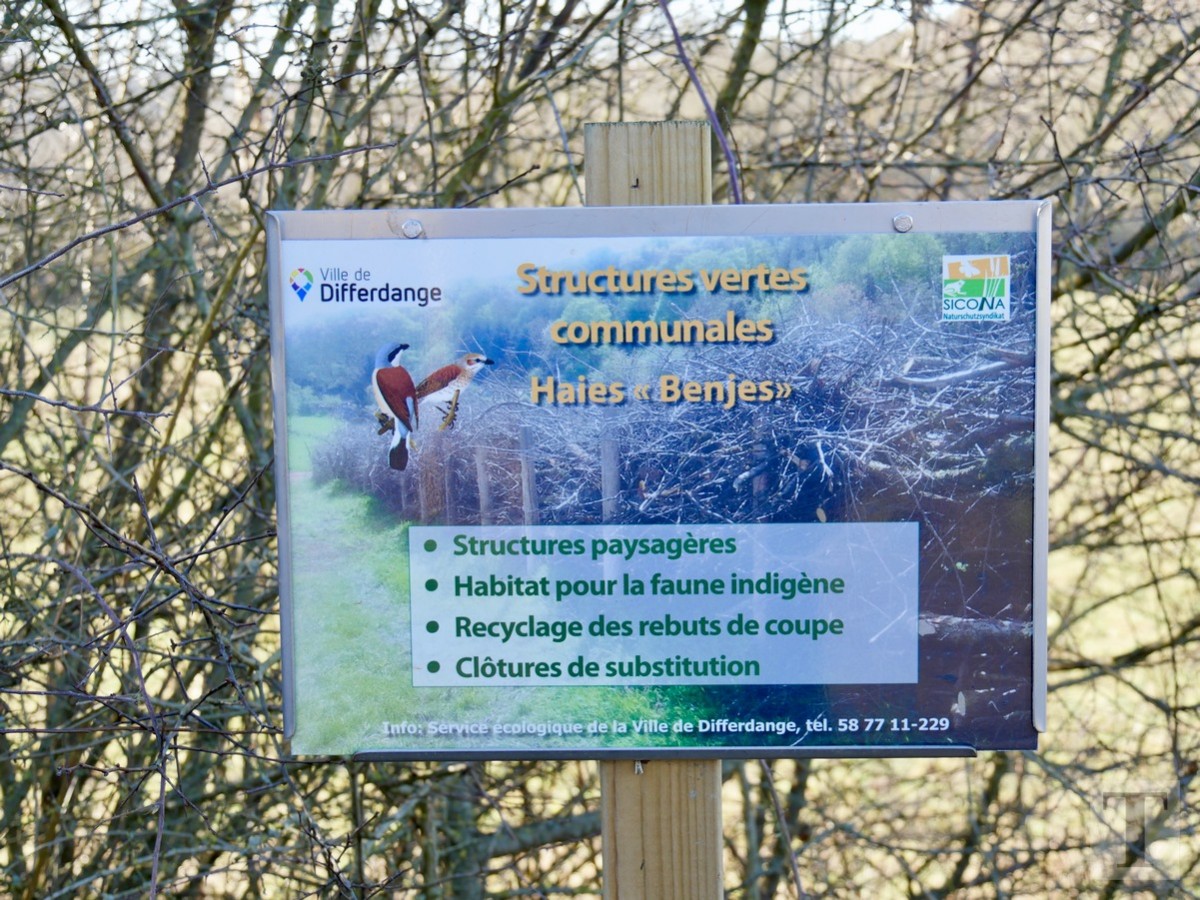 Promenade_février2019_Niederkorn_Oberkorn_Lasauvage_FonddeGras_32