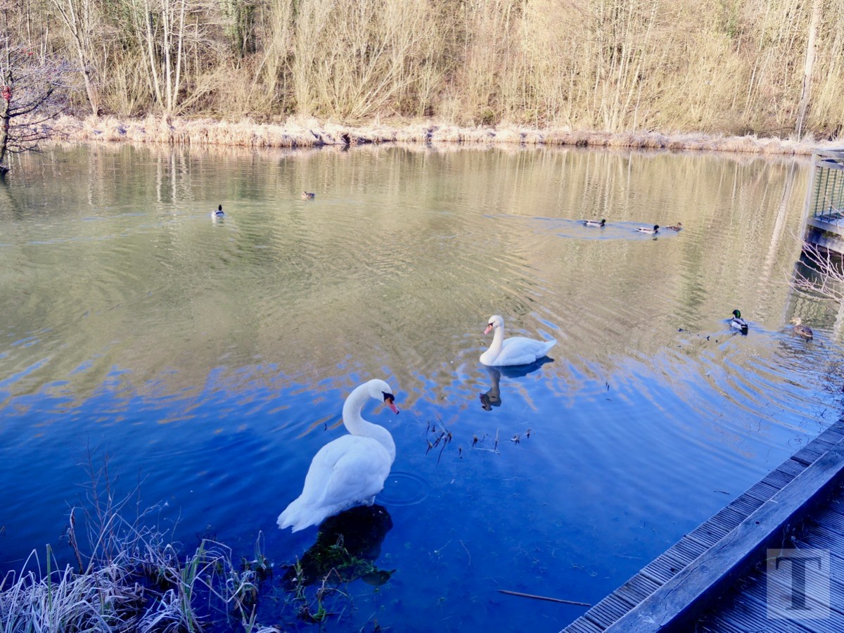 Promenade_février2019_Niederkorn_Oberkorn_Lasauvage_FonddeGras_5
