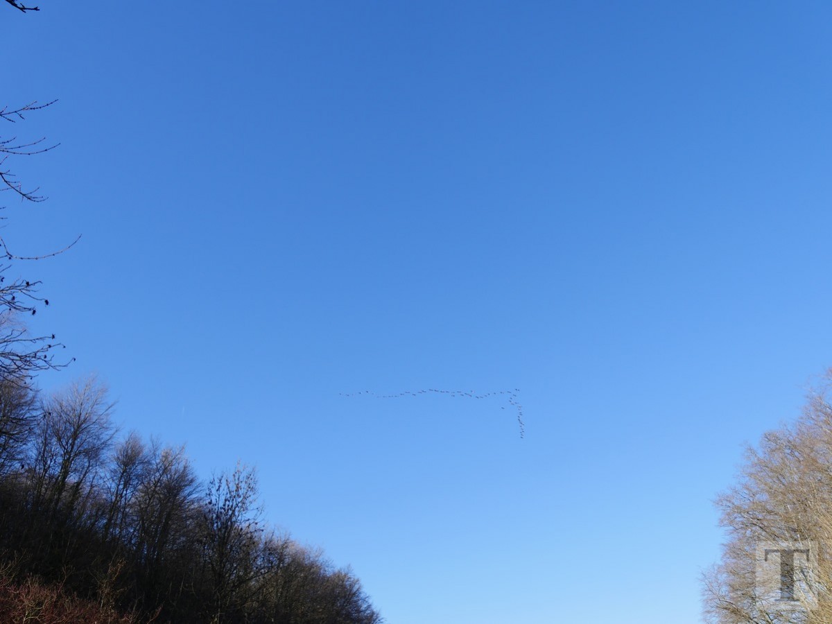 Promenade_février2019_Niederkorn_Oberkorn_Lasauvage_FonddeGras_52