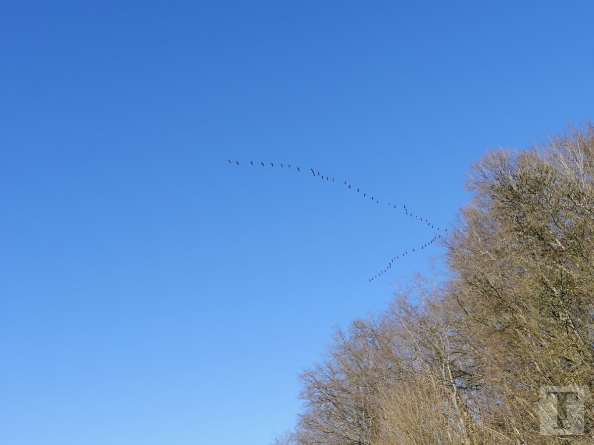 Promenade_février2019_Niederkorn_Oberkorn_Lasauvage_FonddeGras_54