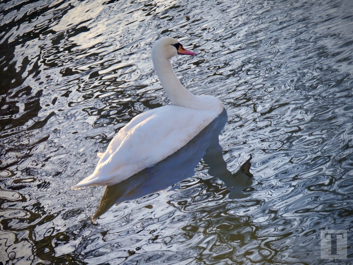 Promenade_février2019_Niederkorn_Oberkorn_Lasauvage_FonddeGras_8