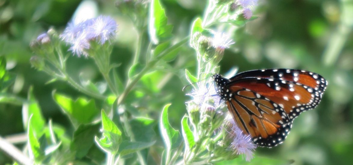 Warum Trumps Grenzzaun einen Schmetterlingspark bedroht