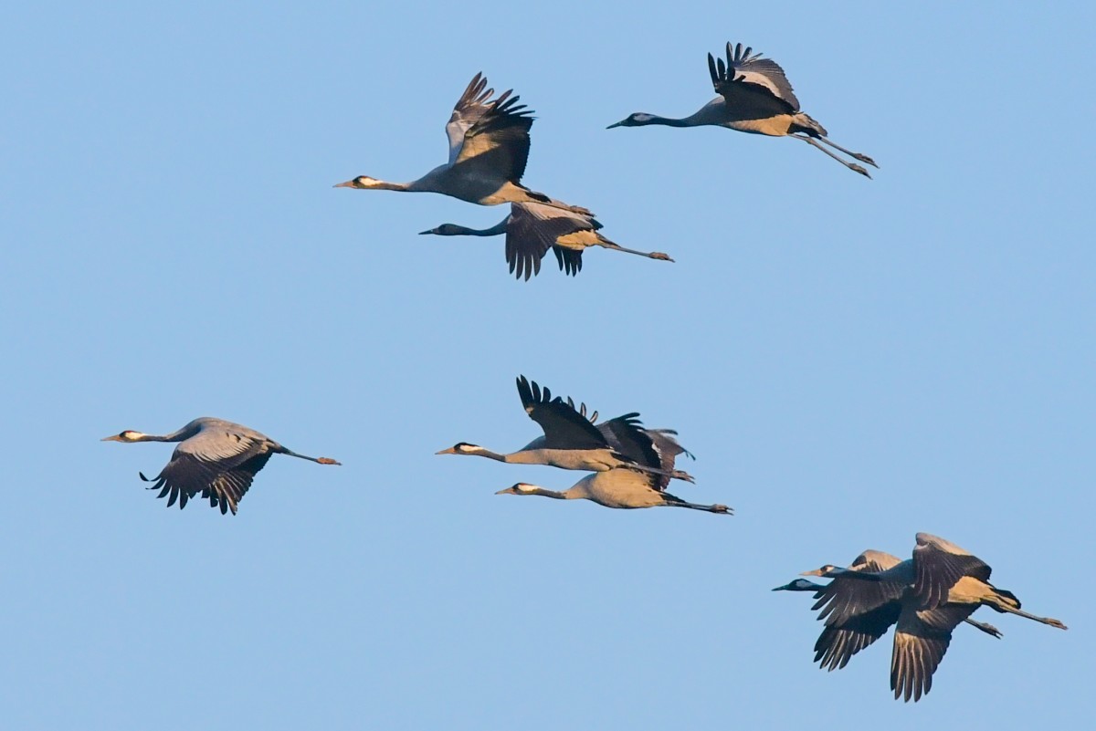 Ein paar Vögel sind schon da: Kraniche, Weißstörche und Meisen kündigen den Vorfrühling an