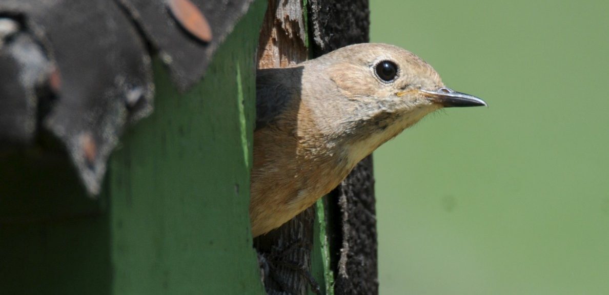 Vögel auf Wohnungssuche in Luxemburg: So können Nistkästen in der Brutzeit helfen
