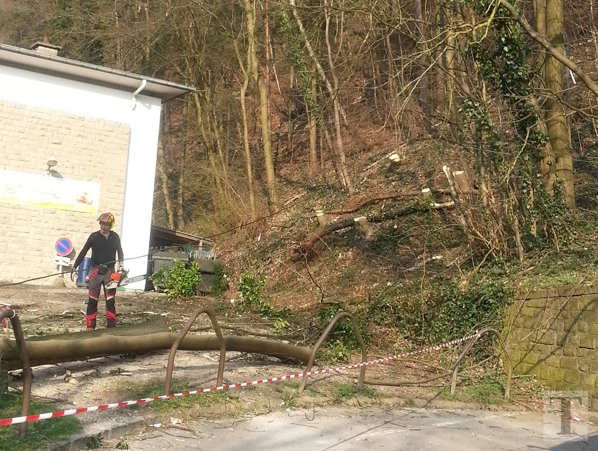 Baumfällaktion Pulvermühle1