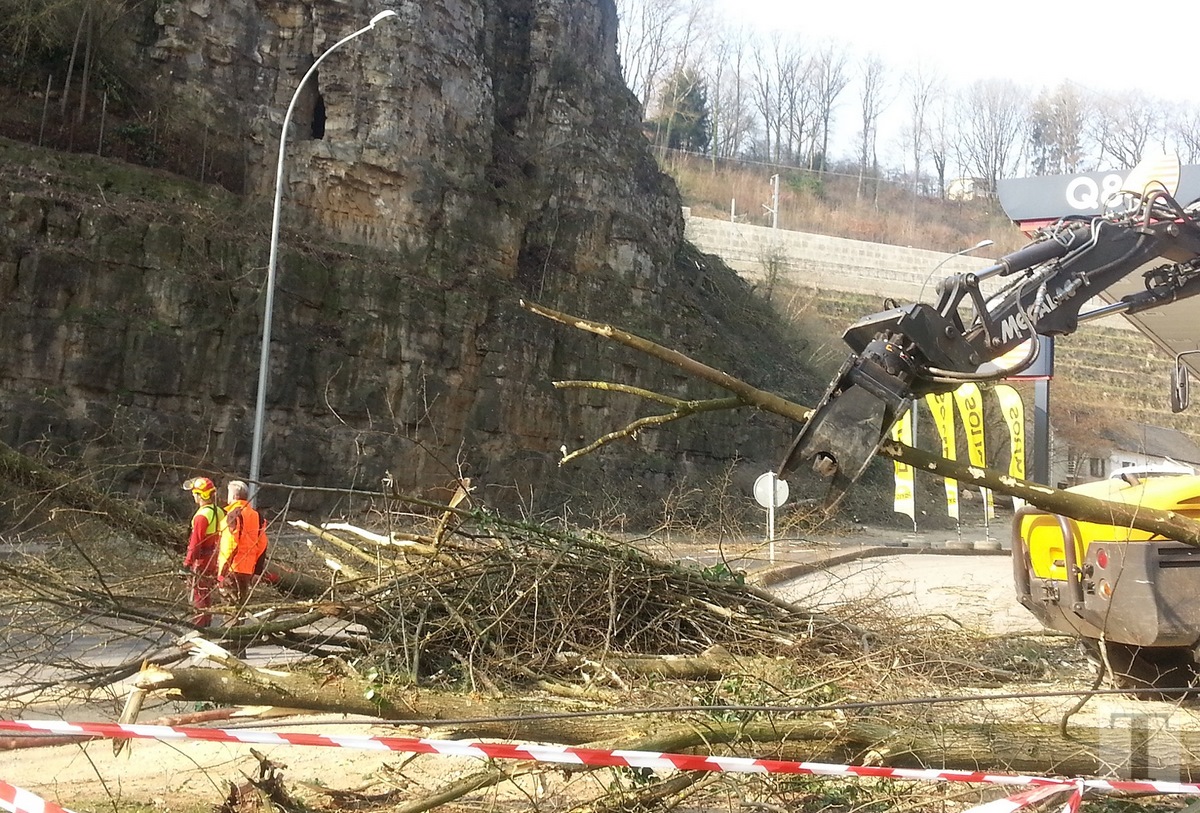 Baumfällaktion Pulvermühle2