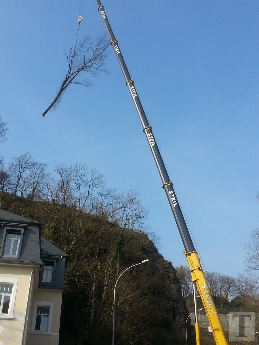 Baumfällaktion Pulvermühle3