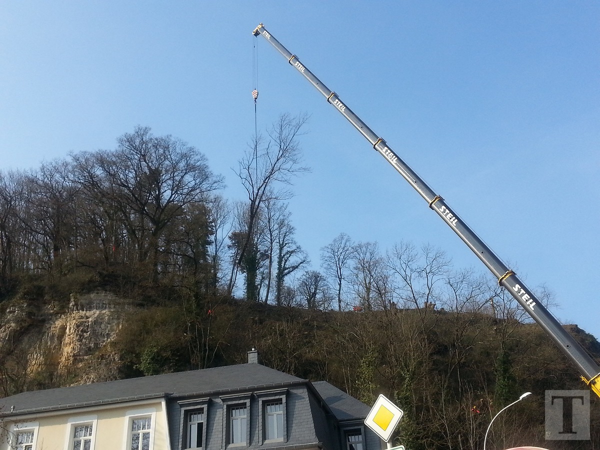 Baumfällaktion Pulvermühle5