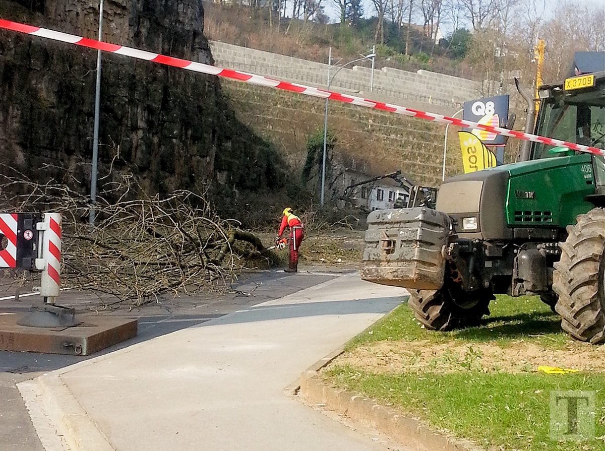 Baumfällaktion Pulvermühle6