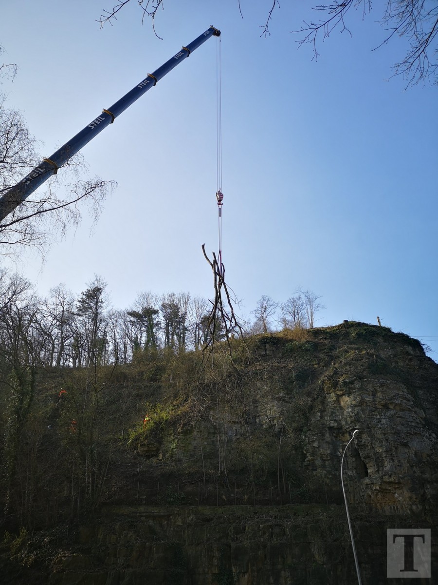 Baumfällaktion Pulvermühle7