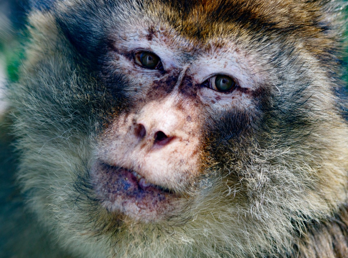 Parc Merveilleux Bettemburg-14