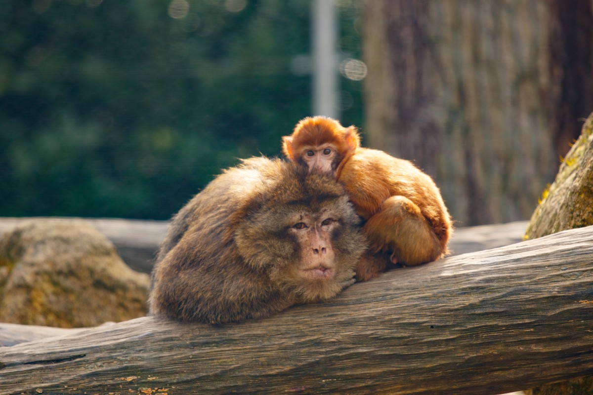 Parc Merveilleux Bettemburg-18