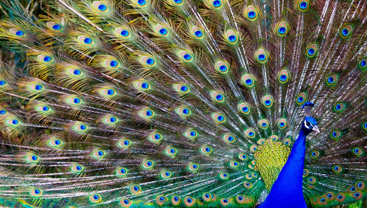 Parc Merveilleux Bettemburg-21