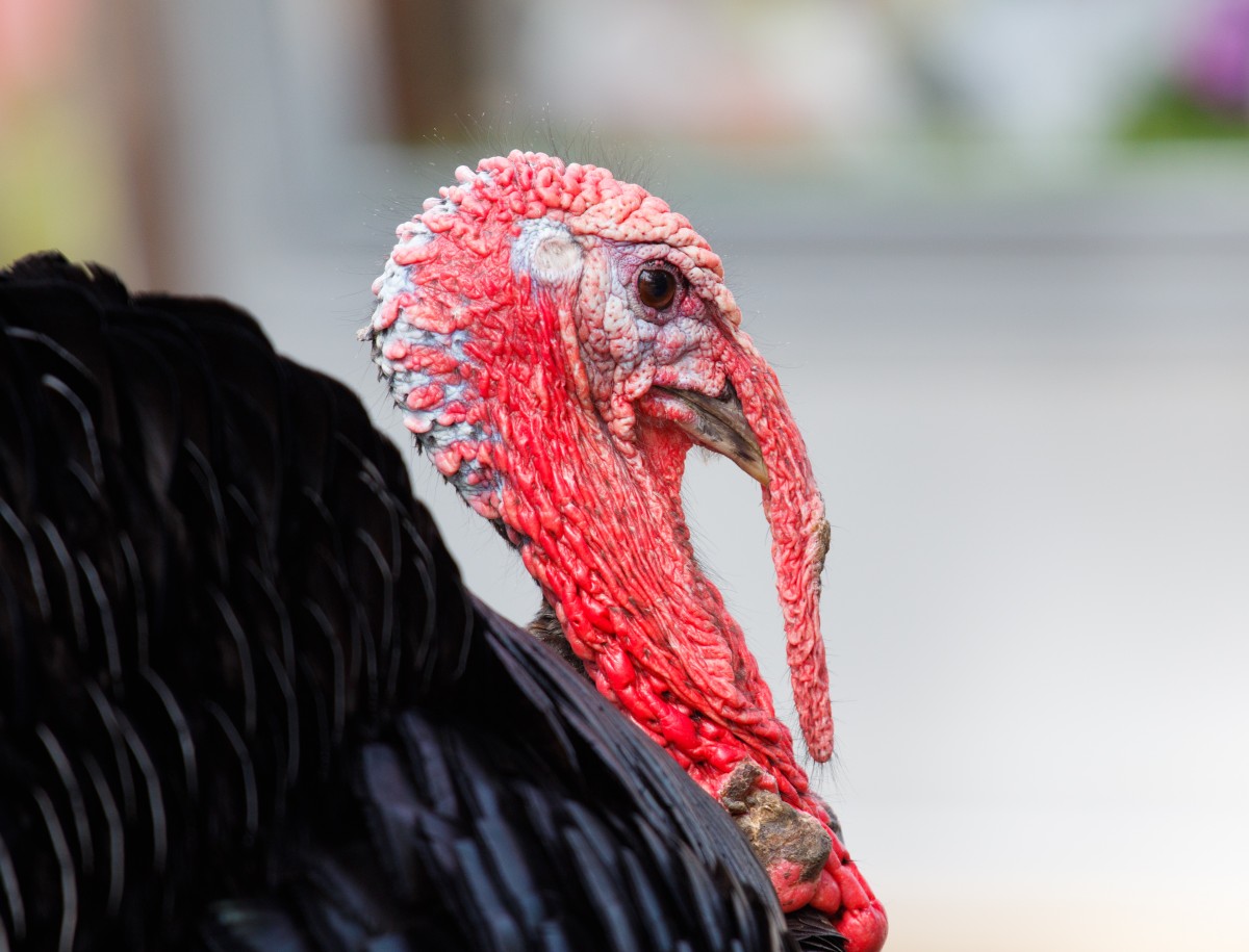 Parc Merveilleux Bettemburg-26