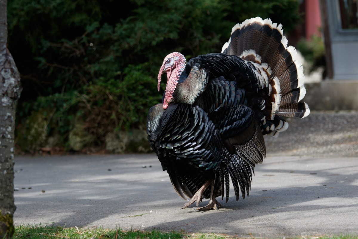 Parc Merveilleux Bettemburg-30