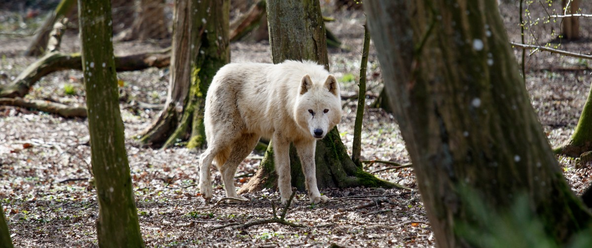 Parc Merveilleux Bettemburg-38