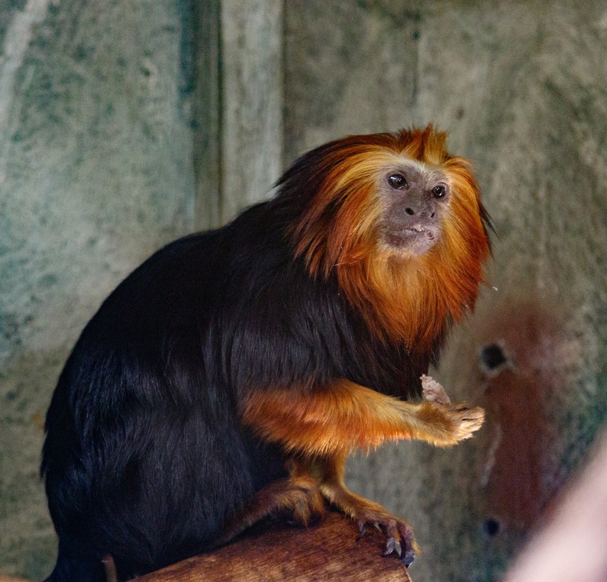Parc Merveilleux Bettemburg-6