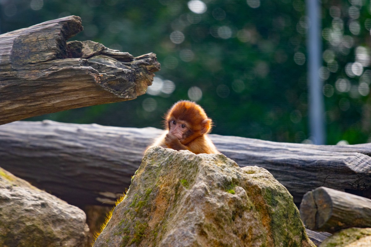 Parc Merveilleux Bettemburg-7