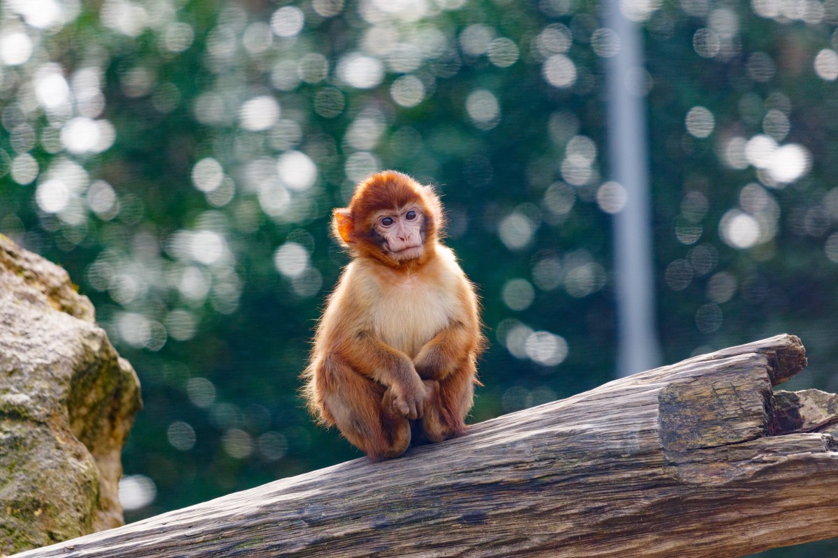 Parc Merveilleux Bettemburg-8