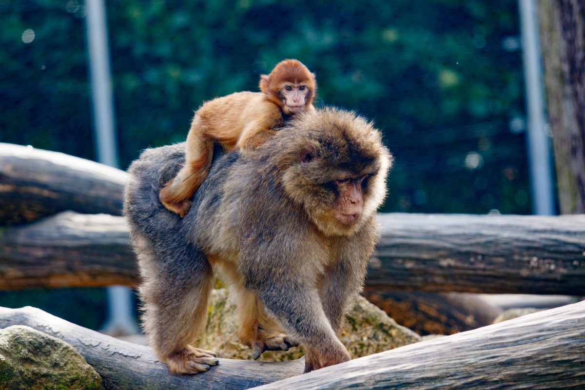 Parc Merveilleux Bettemburg-9