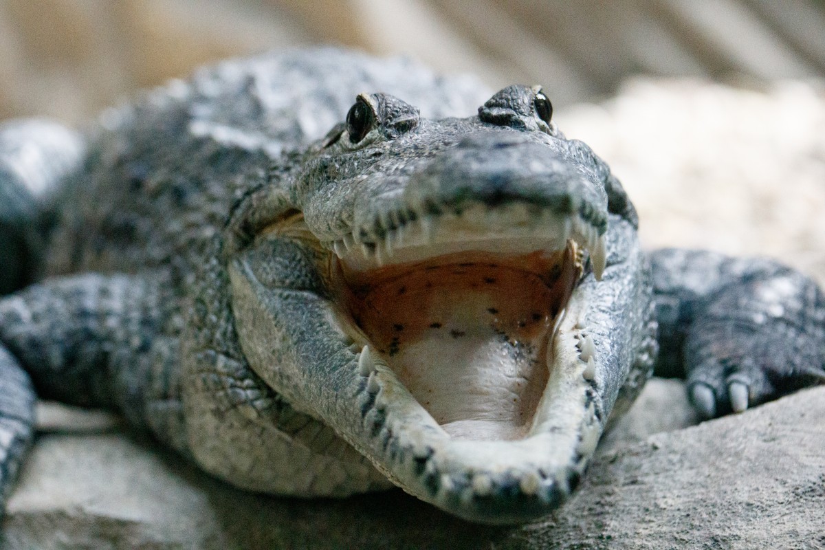 Parc Merveilleux Bettemburg