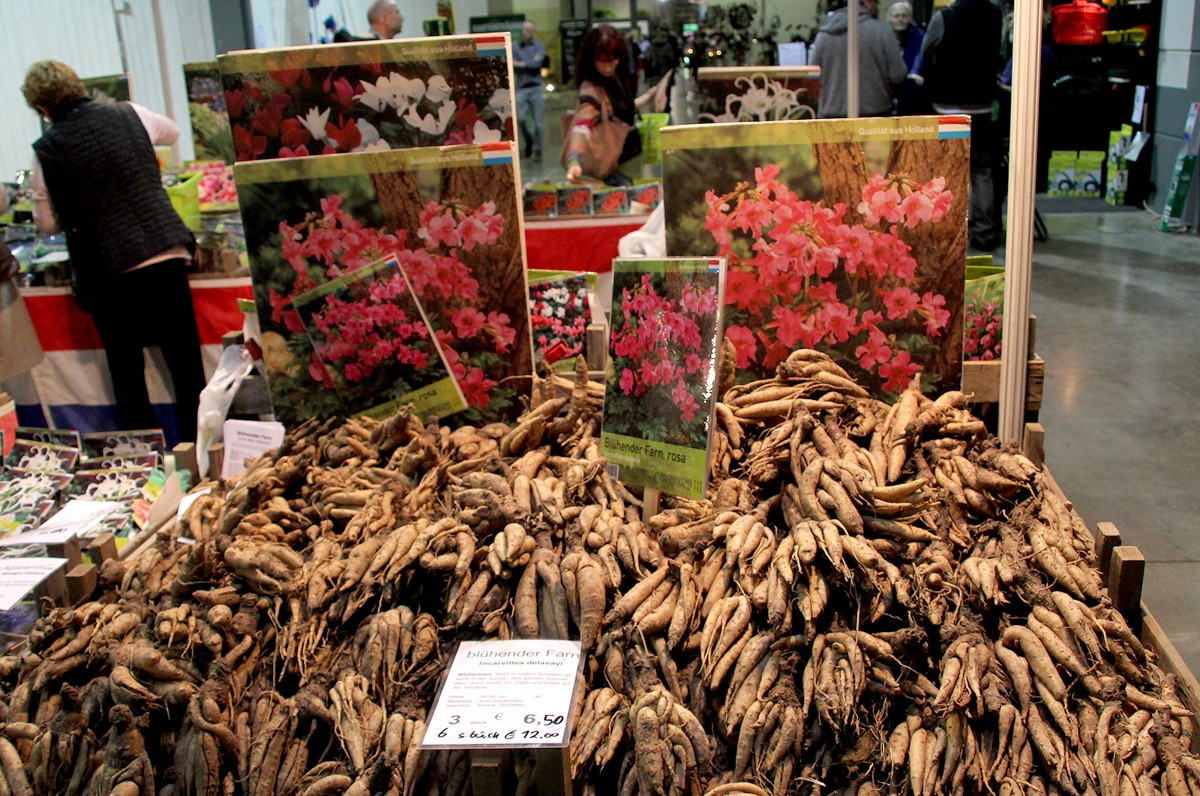 Springbreak Luxexpo 2019 IMG_8741 (2)_461236