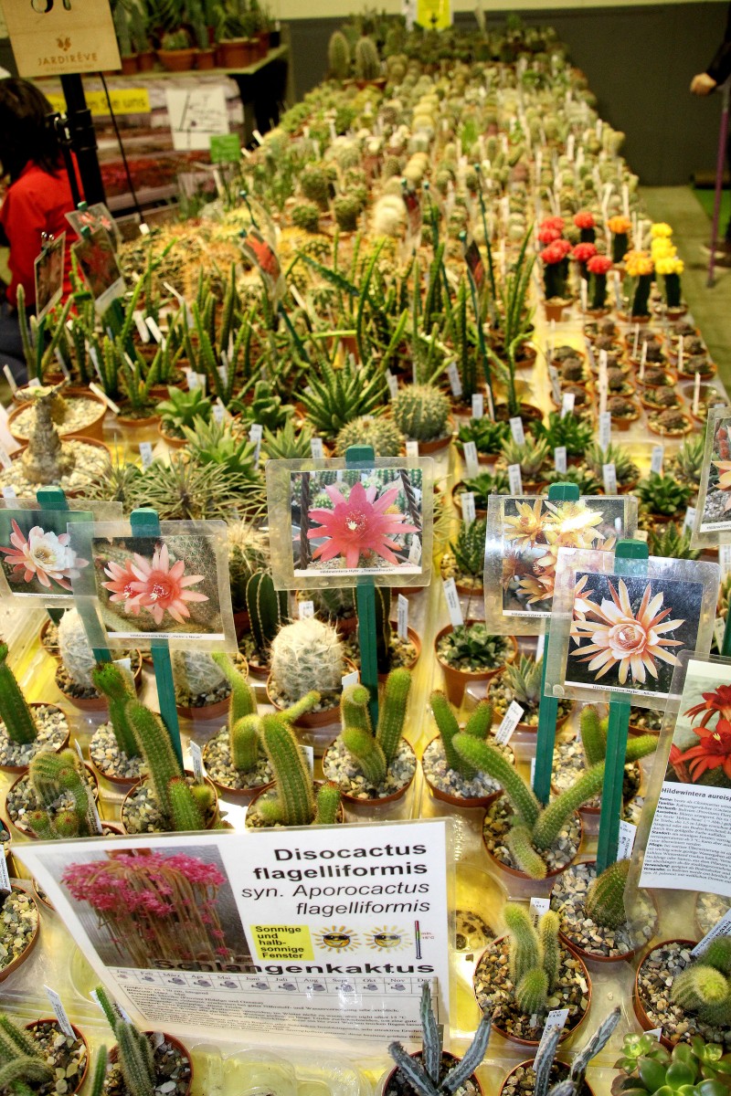 Springbreak Luxexpo 2019 IMG_8756_461237