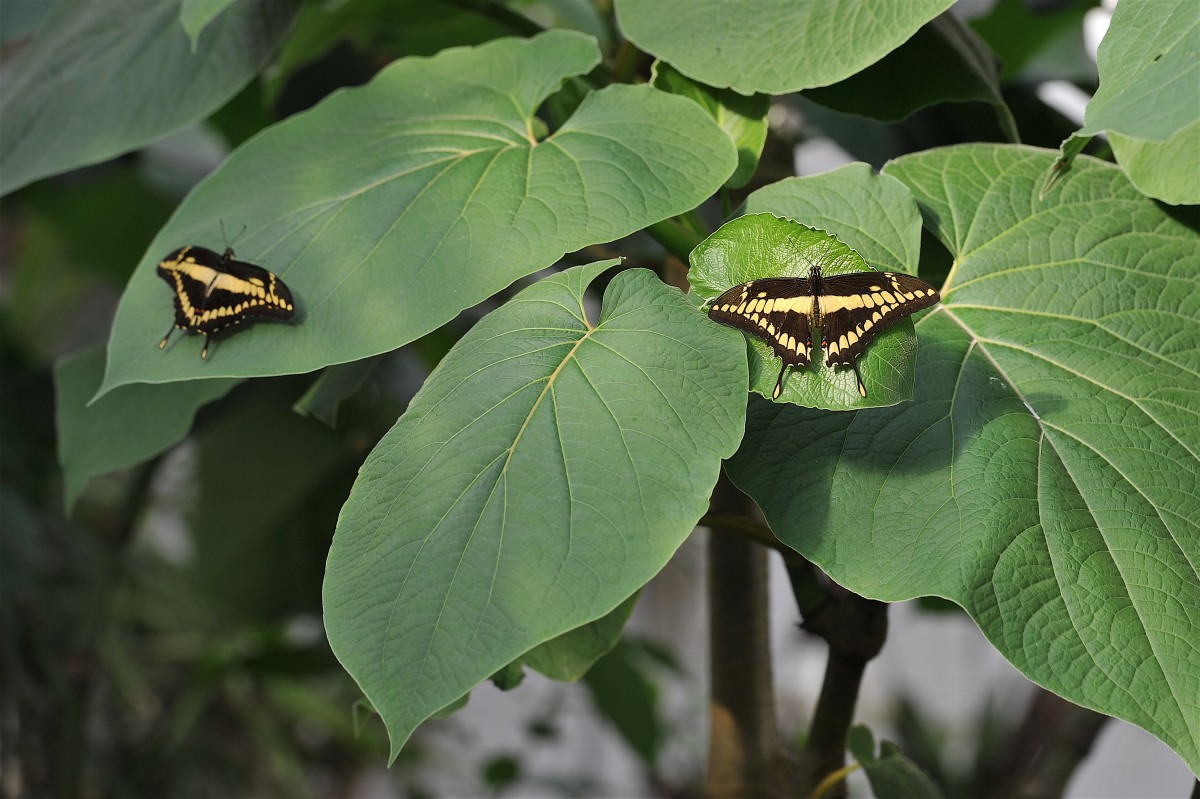 01.04.2019_Editpress_463523