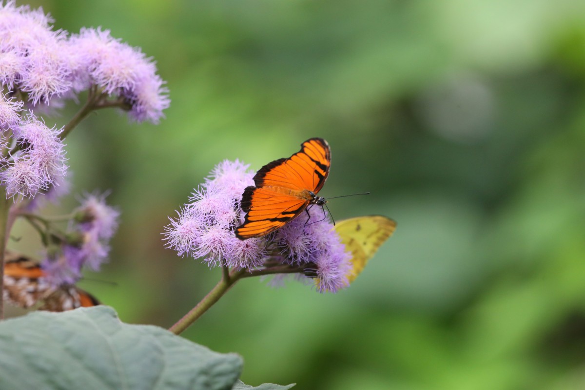 31.03.2017_Editpress_358641