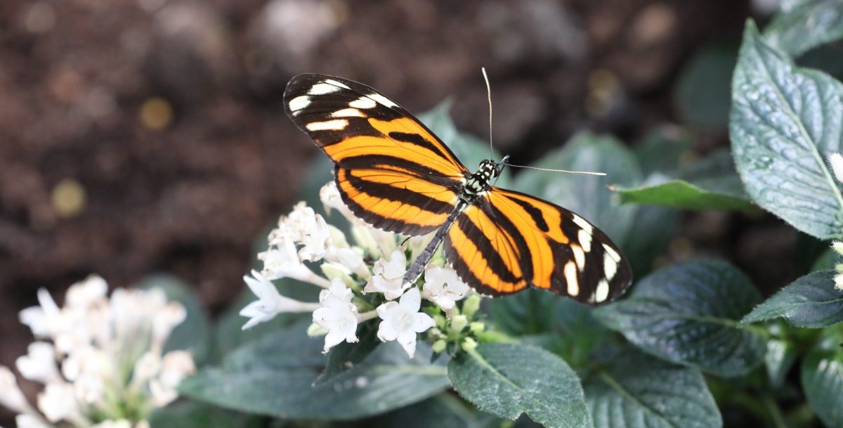 31.03.2017_Editpress_358644