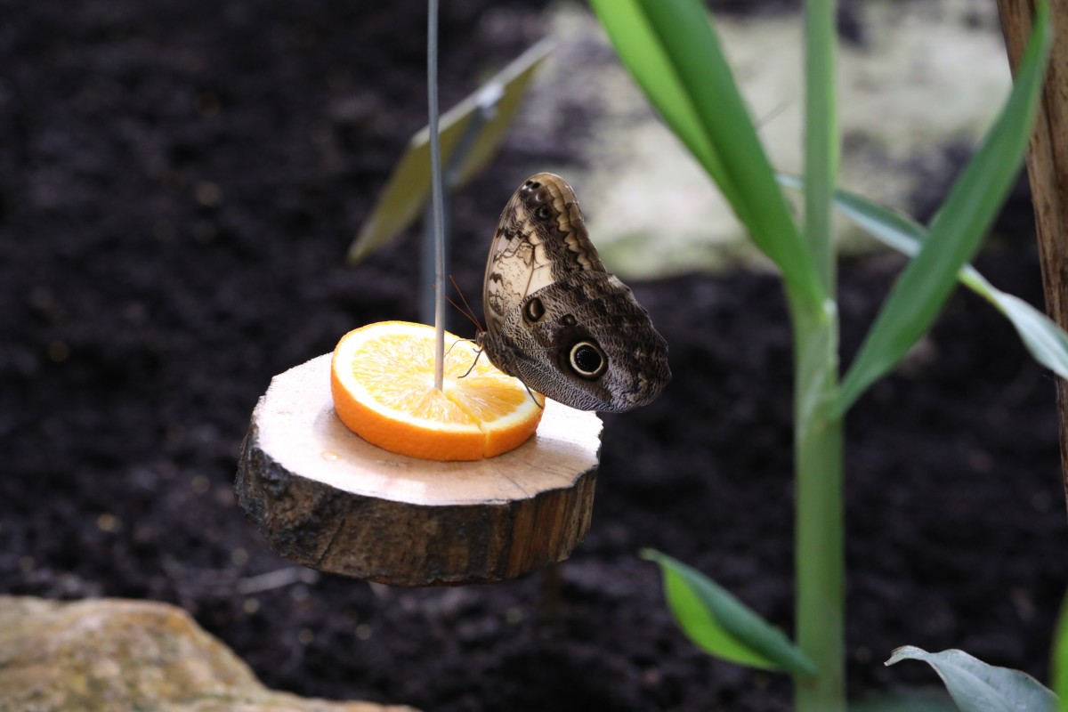 31.03.2017_Editpress_358647