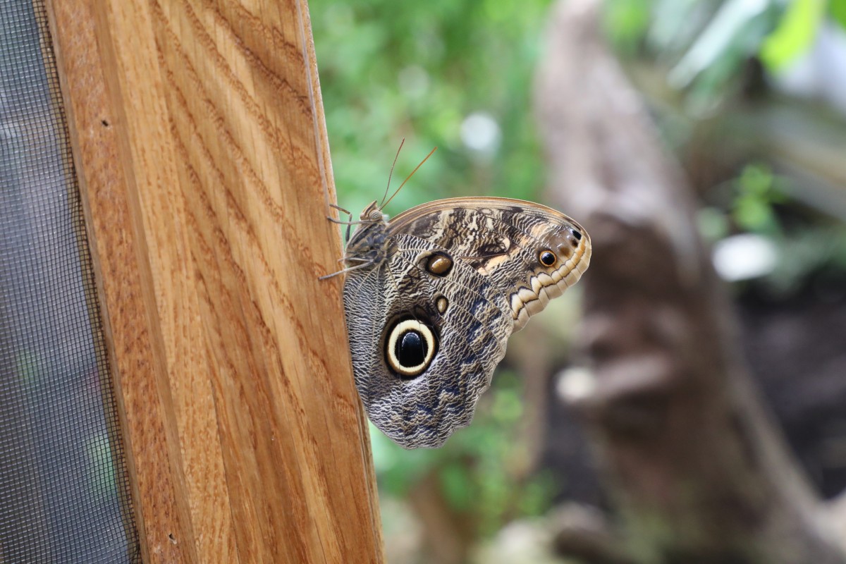 31.03.2017_Editpress_358648